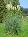 Pampas trava, Gajnice, Zagreb 